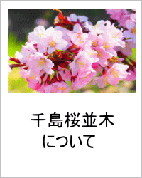 千島桜並木についてへのリンク