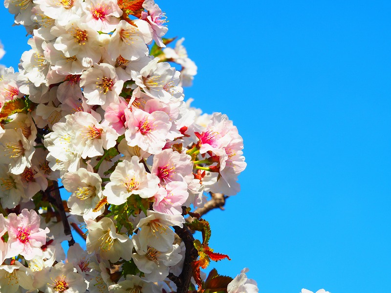 千島桜の枝振りの様子