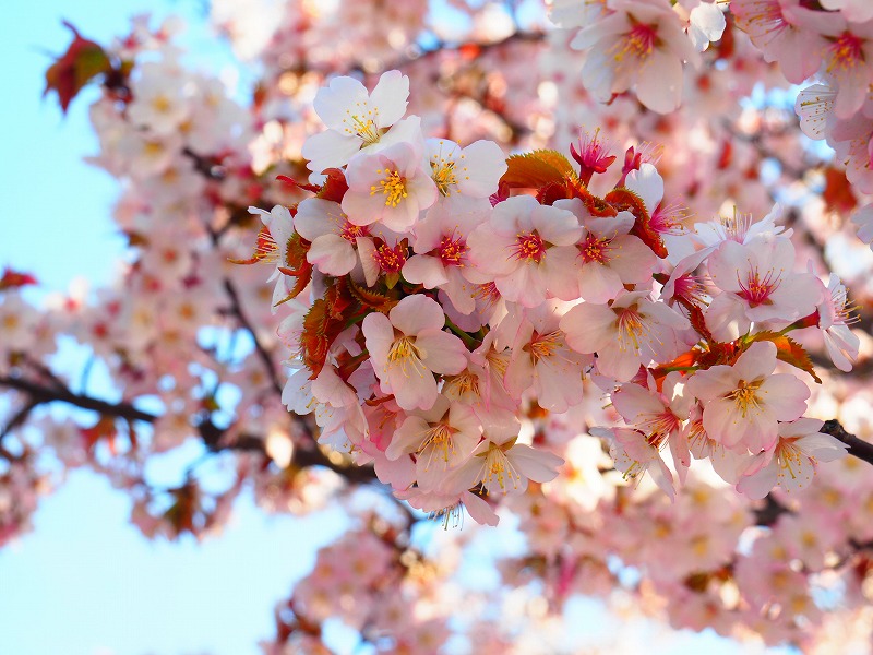 千島桜の花弁を近くで撮影した様子
