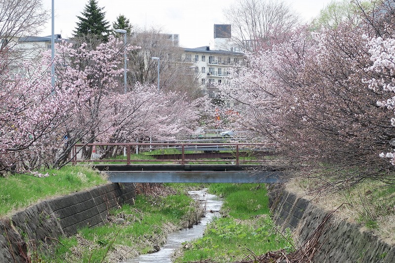 千島桜並木を道路側にむかって撮影した全景