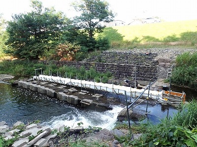 真駒内川に設置された布式魚道と魚カウンター